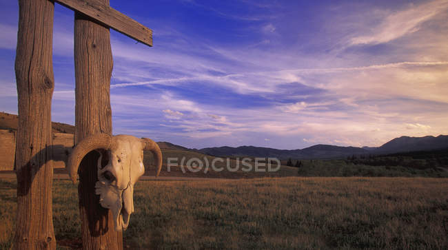 Cráneo de toro en valla de madera - foto de stock