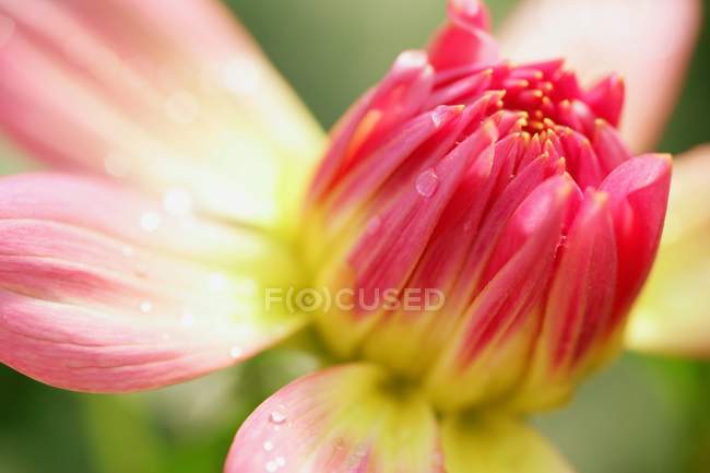 Flor rosa e amarela — Fotografia de Stock