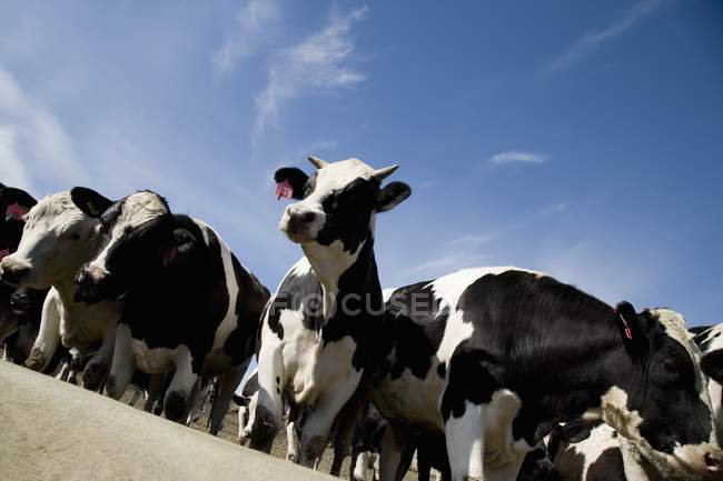 Bovinos leiteiros em pé no chão — Fotografia de Stock