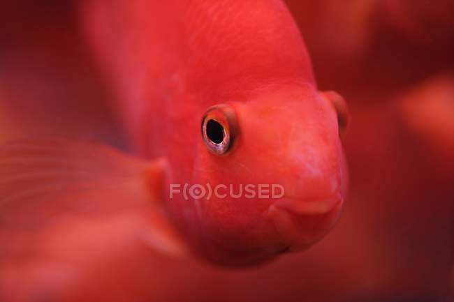 Красная рыба смотрит в камеру — стоковое фото