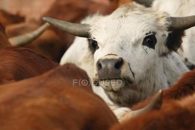 Rebaño de ganado al aire libre - foto de stock