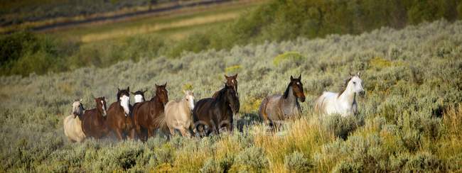 Cavalli selvatici a piedi — Foto stock
