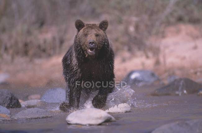 Бег медведя Гризли — стоковое фото