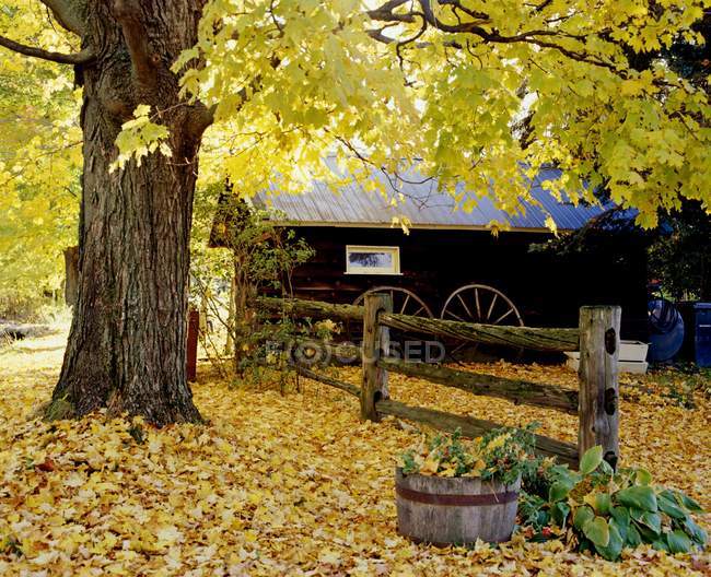 Chalet avec arbre d'automne — Photo de stock
