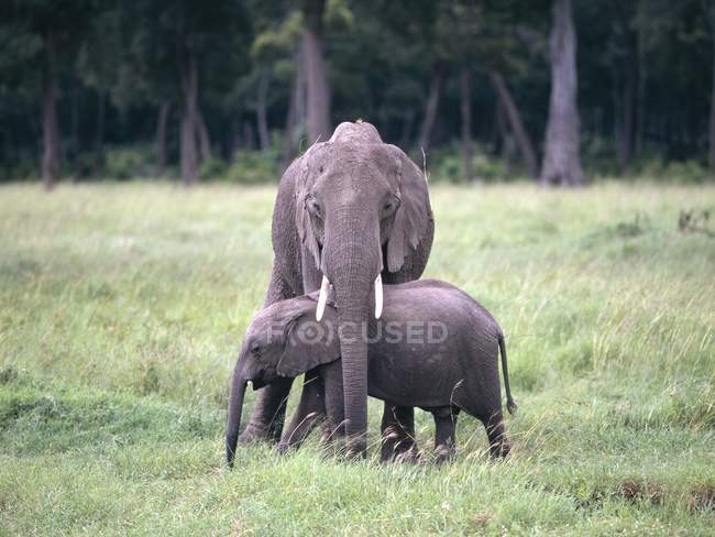 Слоновья корова защищает телёнка — стоковое фото