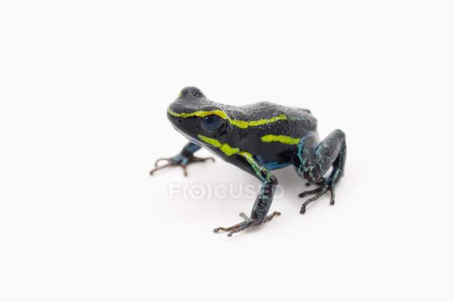 Green Striped Poison Dart Frog — Stock Photo