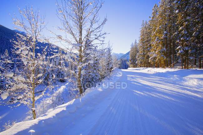 Camino nevado con árboles - foto de stock