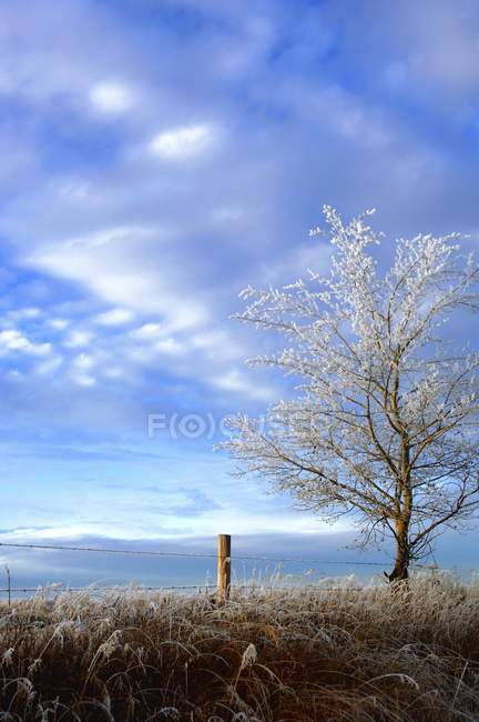 Frosty Tree in snow — Stock Photo