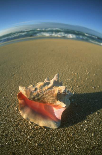 Пустая раковина моллюсков — стоковое фото