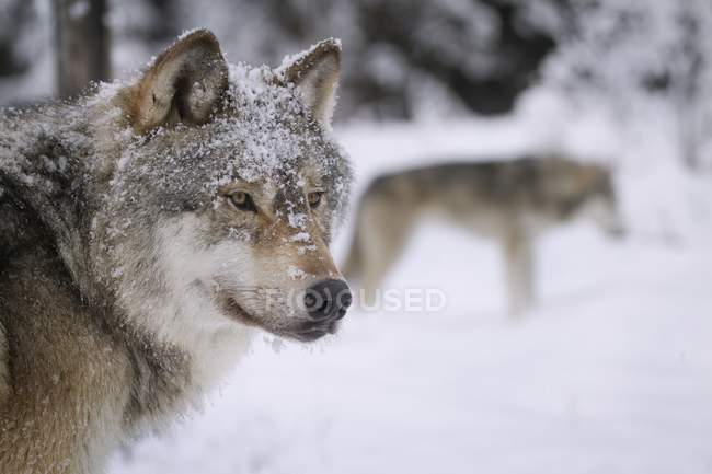 Lupi che distolgono lo sguardo dalla neve — Foto stock
