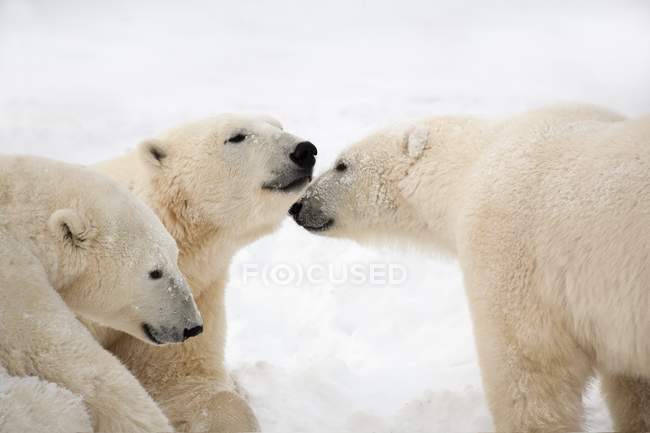 Trois ours polaires — Photo de stock