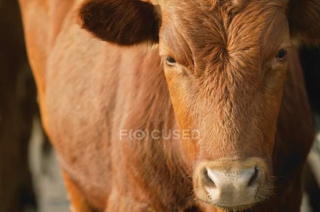 Vache debout à l'extérieur — Photo de stock