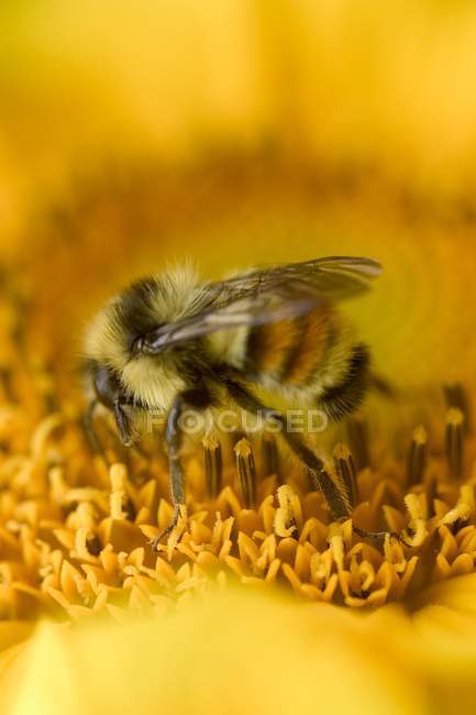Primer plano de la abeja en flor - foto de stock