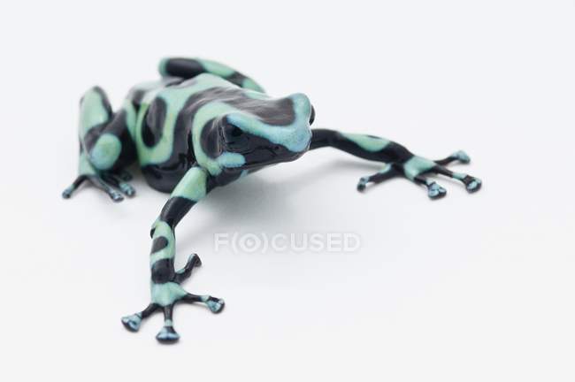 Black and Blue Poison Dart Frog — стоковое фото