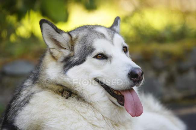 Husky perro con la lengua fuera - foto de stock