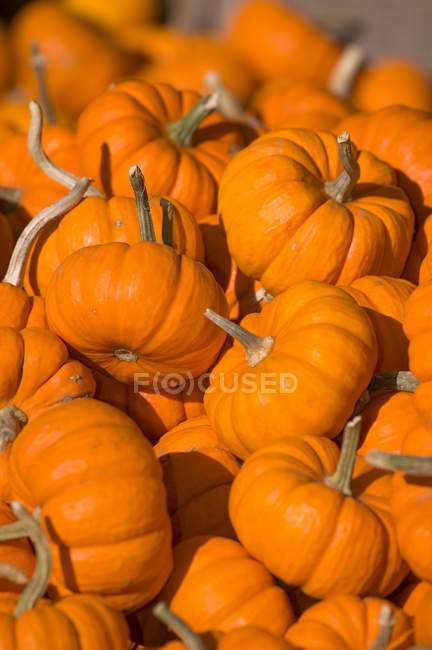 Montón de calabazas naranjas - foto de stock