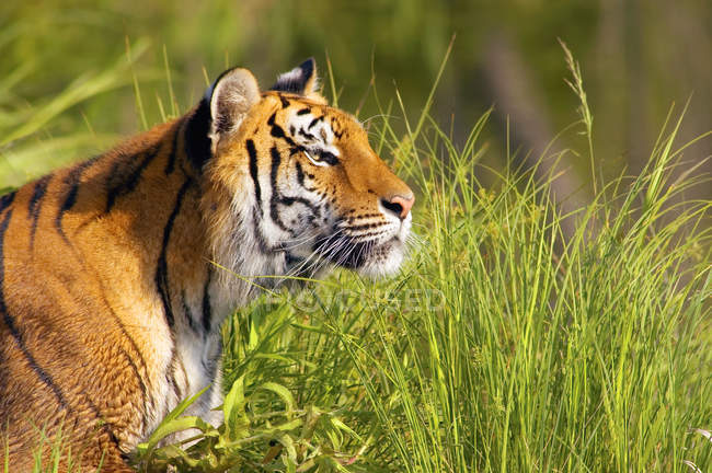 Тигрица лежит на высокой траве — стоковое фото