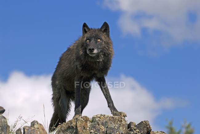 Lobo negro en la cresta - foto de stock
