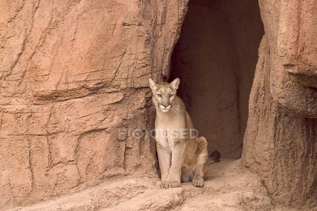 Puma sitting on rock — Stock Photo