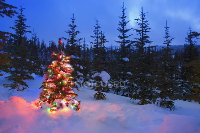 Árbol de Navidad en el bosque - foto de stock