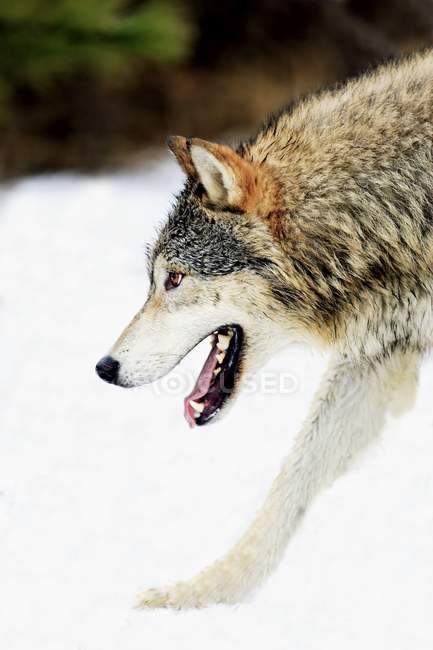 Lobo com mandíbulas abertas — Fotografia de Stock