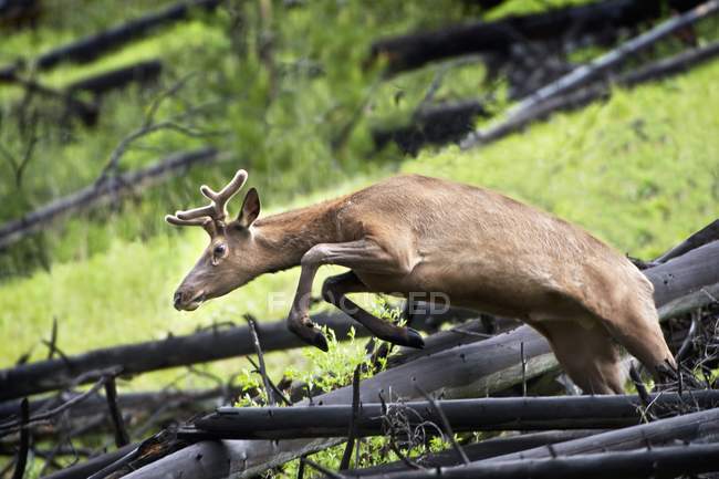 Bull Elk (Cervus Canadensis); Castle Mountain, Alberta, Canada — Stock Photo