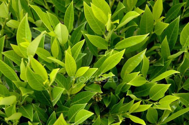 View of A Leafy Plants — Stock Photo