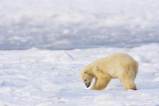 Oso polar explorando - foto de stock