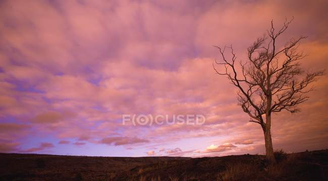Rosa flauschige Wolken — Stockfoto