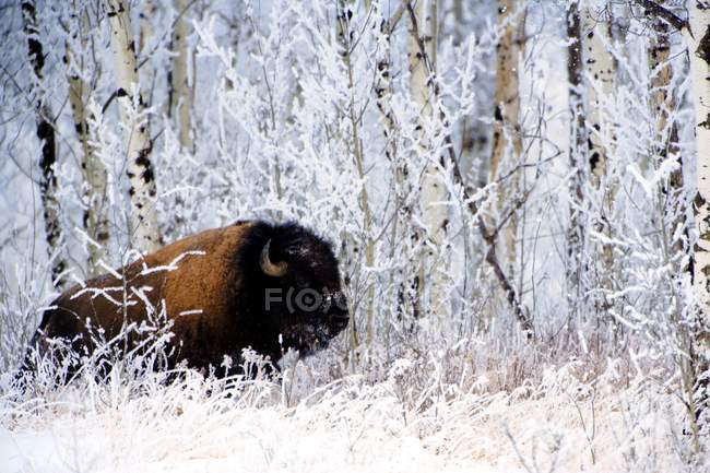 Büffel im Schnee im Winter — Stockfoto