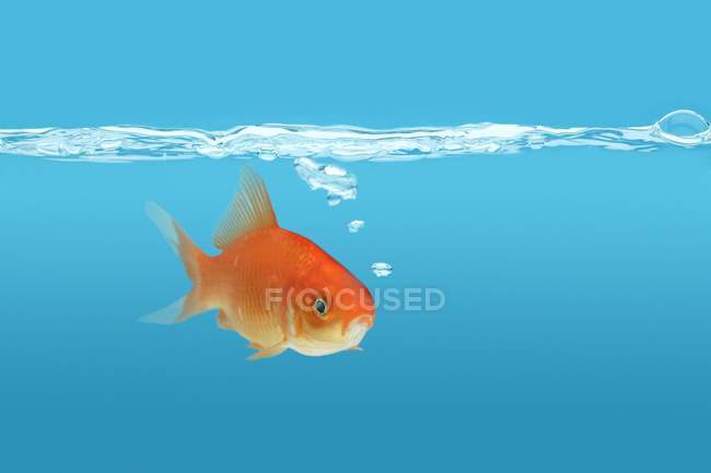 Золотая рыбка (Carassius auratus ) — стоковое фото