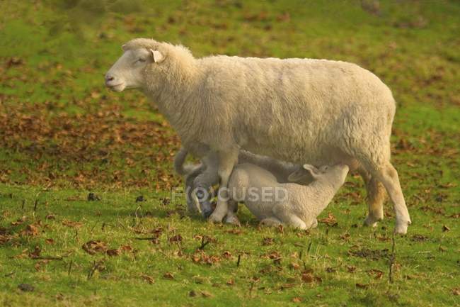 Ewe And Lamb on green grass — Stock Photo