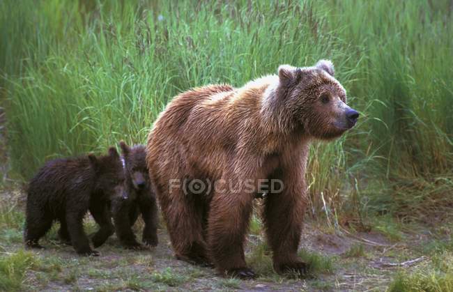 Grizzli avec des oursons — Photo de stock