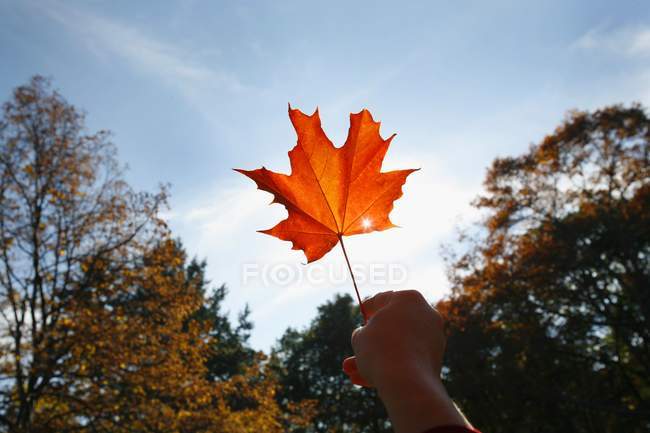 Person Holding Maple Leaf — Stock Photo