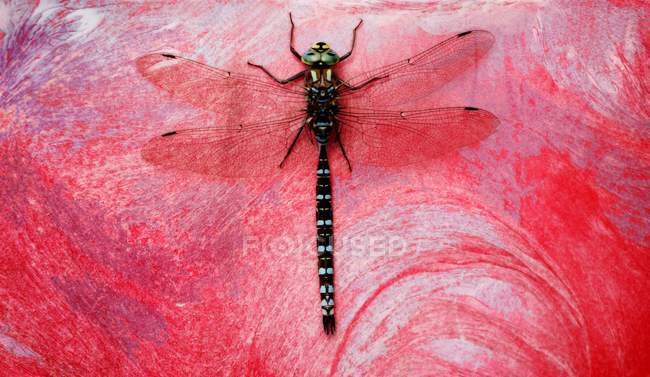 Vista da vicino della libellula su sfondo rosa — Foto stock