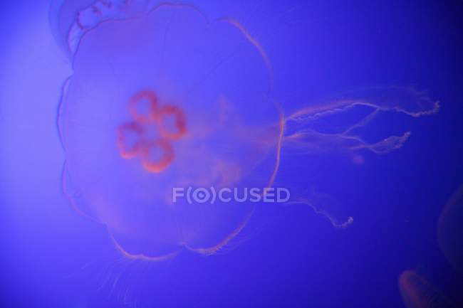 Крупним планом медузи — стокове фото