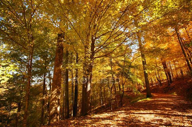 Vista del bosque en otoño - foto de stock