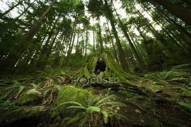 Дощовий ліс з деревами на відкритому повітрі — стокове фото