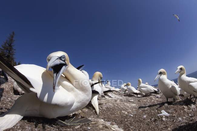 Gannet prestes a morder — Fotografia de Stock