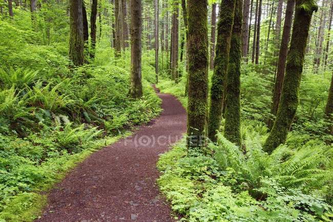 Trail In Columbia River Gorge National Area — Stock Photo