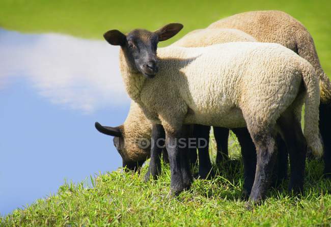 Tre agnelli al pascolo — Foto stock