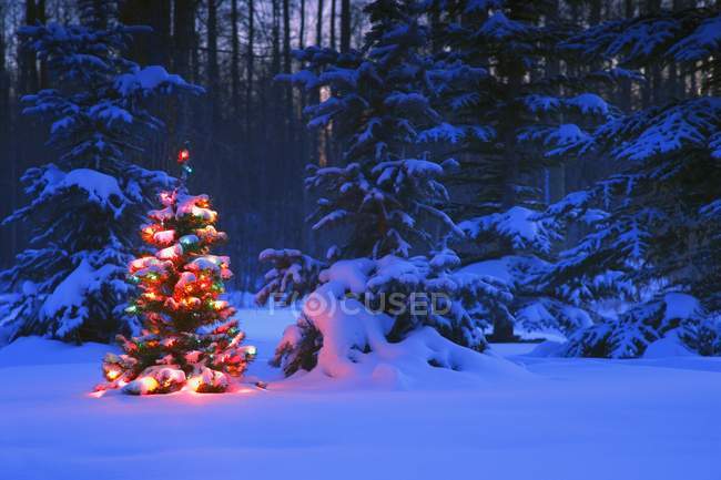 Albero di Natale nella foresta — Foto stock