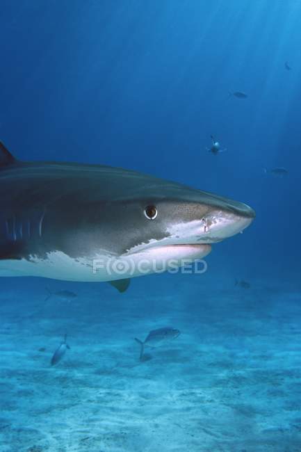Requin tigre nageant — Photo de stock