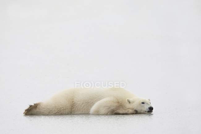Oso polar acostado - foto de stock