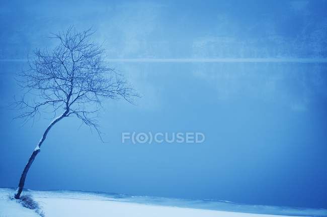 Einsamer Baum auf Schnee — Stockfoto