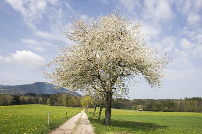 Blossoming Apple Tree Along Road — Stock Photo