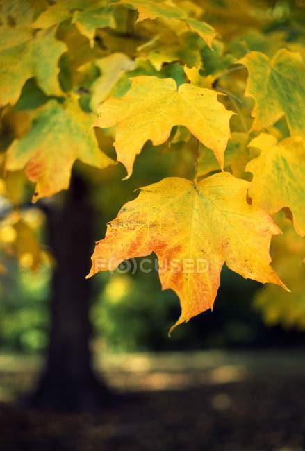 Кленове листя восени — стокове фото