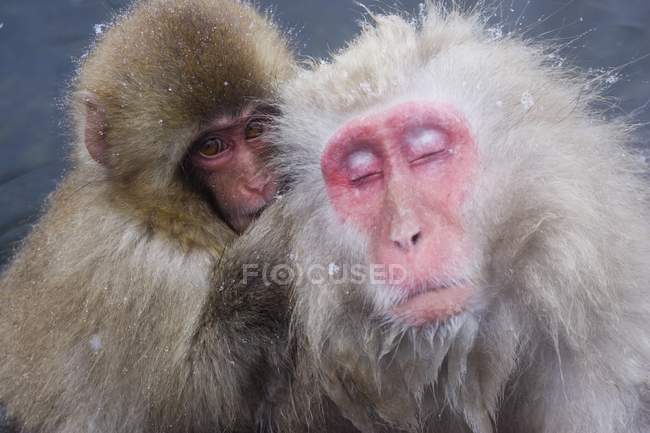 Macaco de neve mais velho — Fotografia de Stock