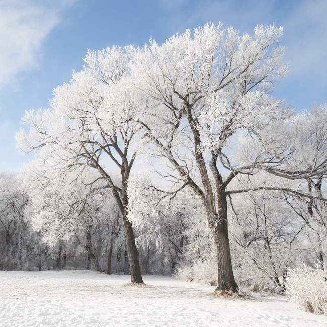 Neve no chão e árvores — Fotografia de Stock