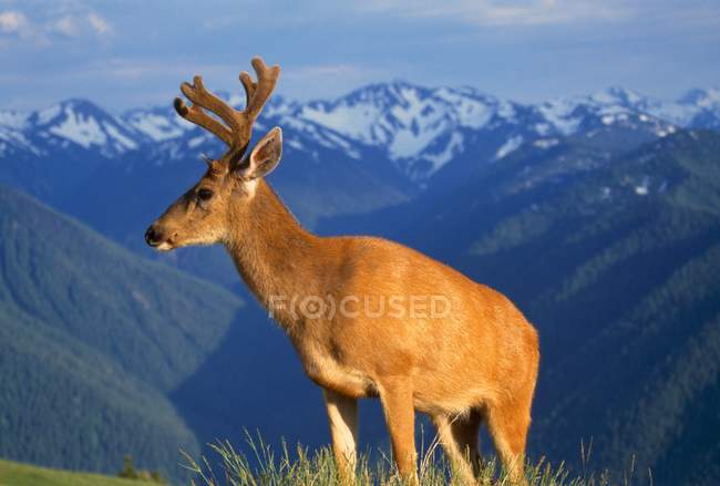 Deer With Antlers on Mountain Range — Stock Photo